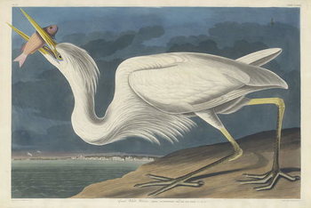Stampa artistica Great White Heron, 1835