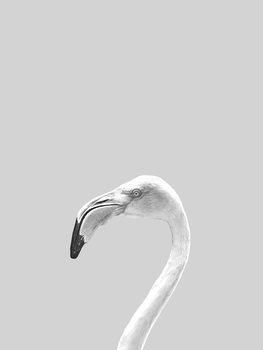 Illustration Grey bird