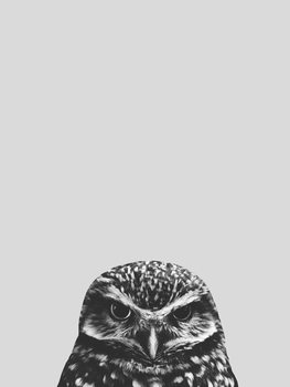 Illustrasjon Grey owl
