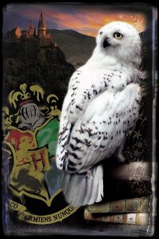 Konsttryck Harry Potter - Hedwig