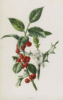 Reproduction de Tableau Holly