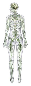 Художествена фотография Human nervous system