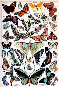 Kunsttryk Illustration of  Butterflies and Moths c.1923