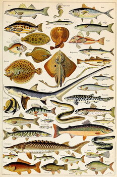 Illustration of Edible Fish, c.1923 Reproduction de Tableau