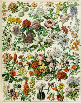 Illustration of flowering plants c.1923 Reproduction de Tableau