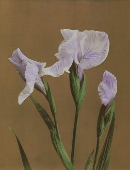Reproduction de Tableau Iris Kaempfer, 1896