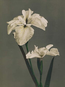 Obrazová reprodukce Iris Kaempferi, 1896