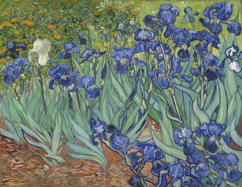 Reprodukcja Irises, 1889