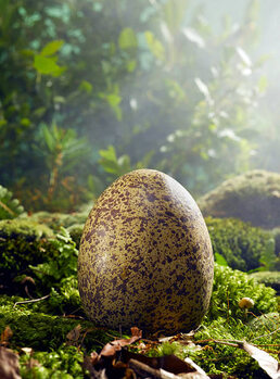 Illustrazione Large Egg in Woods Setting