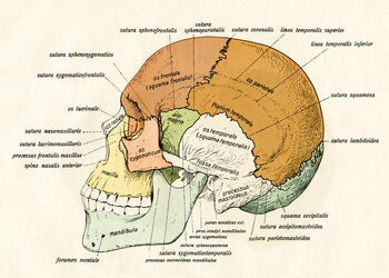 Reprodukcija umjetnosti Lateral Diagram of the Bones of the Human Skull, 1906