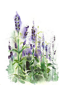 Illusztráció Lavender field