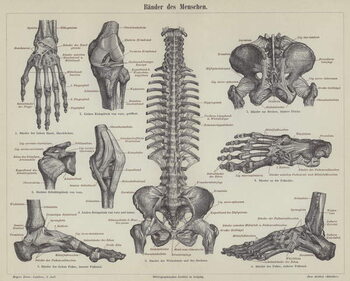 Reproduction de Tableau Ligaments of the human body