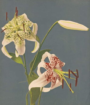 Konsttryck Lilies, 1897