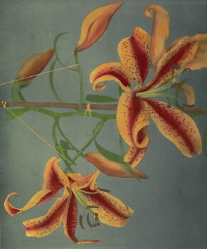Konsttryck Lily, 1896