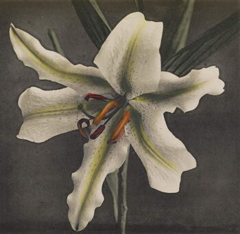 Reproduction de Tableau Lily, 1896