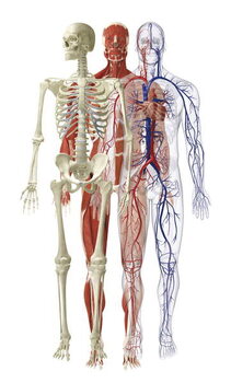 Kunstdruck Models of human skeletal, muscular and cardiovascular systems