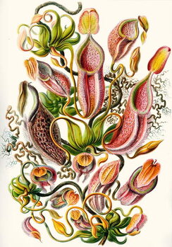 Umelecká tlač Nepenthaceae, 1899