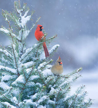 Illustration Northern Cardinals perched in a snow
