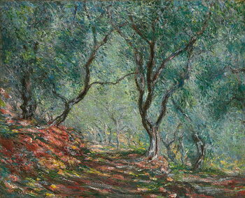 Reprodukcja Olive Trees in the Moreno Garden, 1884