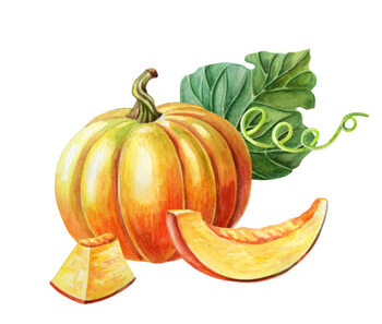 илюстрация Orange pumpkin. Watercolor illustration on white background. Autumn harvest. Fresh vegetarian food.