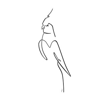 Ilustrace Papagalo