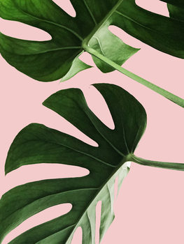 Illustration Pink palm