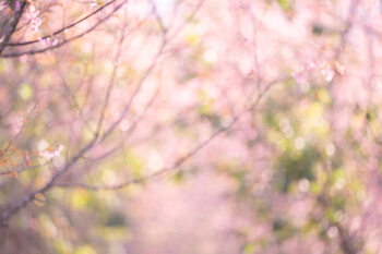 Ilustracja Pink sakura flowers, dreamy romantic spring