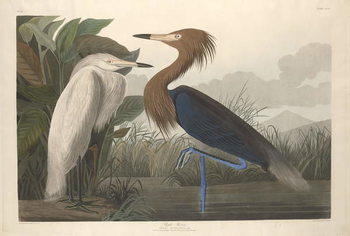 Kunstdruck Purple Heron, 1835