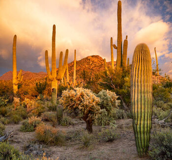 Kunstafdruk Saguaro National Park sunset