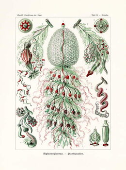 Konsttryck Siphonophorae, 1899-1904