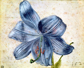 Konsttryck Study of a lily, 1526