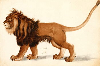 Konsttryck Study of a lion