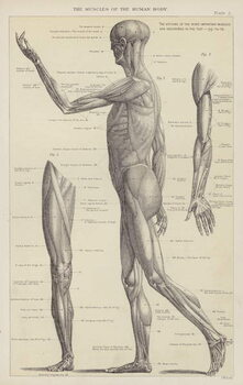 Reproducción de arte The muscles of the human body
