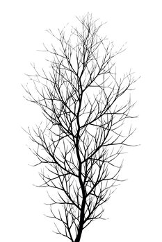 Ilustracija The Tree BLACK