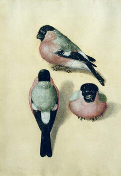 Konsttryck Three studies of a bullfinch