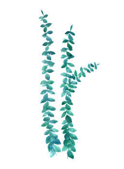 Ilustrare Watercolor eucalyptus in teal