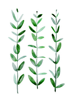 Illustrazione Watercolor eucalyptus parvifolia