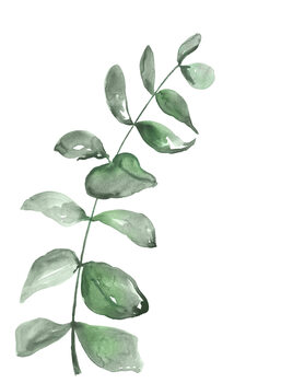 Ilustrare Watercolor greenery branch