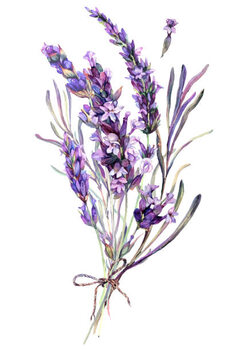 Illusztráció Watercolor Illustration of Lavender Bouquet