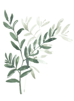 Ilustratie Watercolor laurel branch