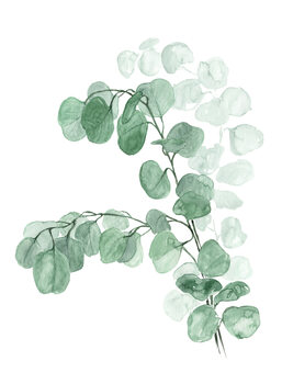 Illustrasjon Watercolor silver dollar eucalyptus