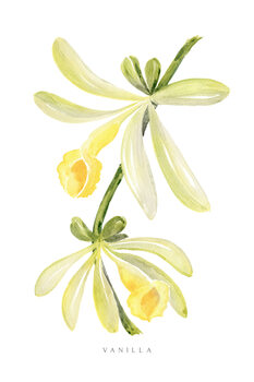 Ilustracja Watercolor vanilla orchid illustration