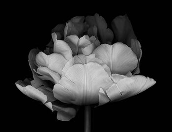 Kunstfotografie XXXL: Monocrhome Double Tulip