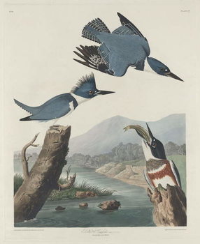 Vászonkép Belted Kingsfisher, 1830