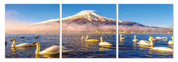 Swans on the lake Moderne bilde