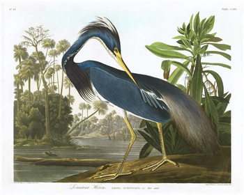 Canvastavla Louisiana Heron, 1834