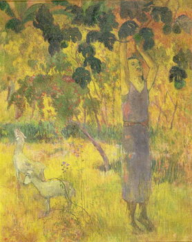 Canvastavla Man Picking Fruit from a Tree, 1897