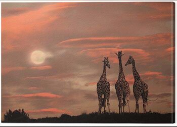 Canvastavla Marina Cano - Moonrise Giraffes