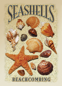 Metallschild SEASHELLS