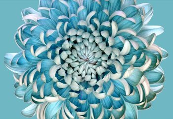 Ταπετσαρία τοιχογραφία  Blue Chrysanth